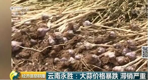 猪肉价跌到白菜价!大蒜炒家看看就走人,蒜农心