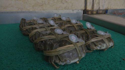 不吃螃蟹的秋天是不完美的!扬州螃蟹全面上市