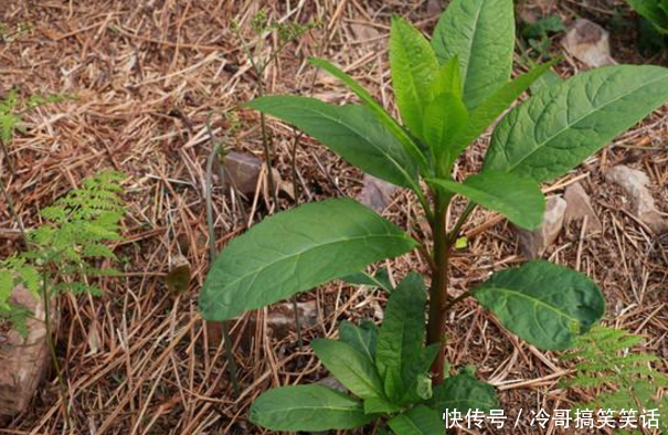 商陆,俗名大药.味辛,微苦,性微寒.有小毒.主治利小便,消水肿,攻疮痈.