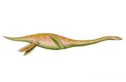 在白垩纪末期, 它们逐渐失去了海洋霸主的地位