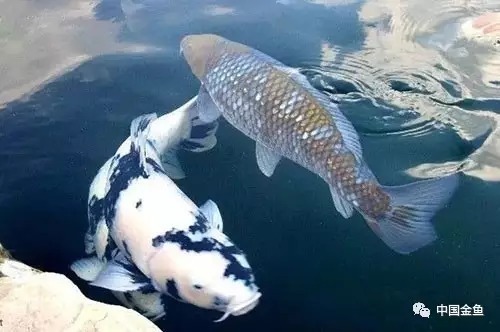 锦鲤突然死亡的七大原因