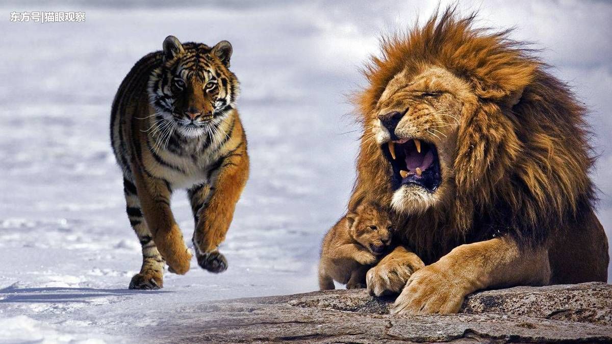 有人说老虎打狮子就像玩似的,网友们听了都忍不住笑了