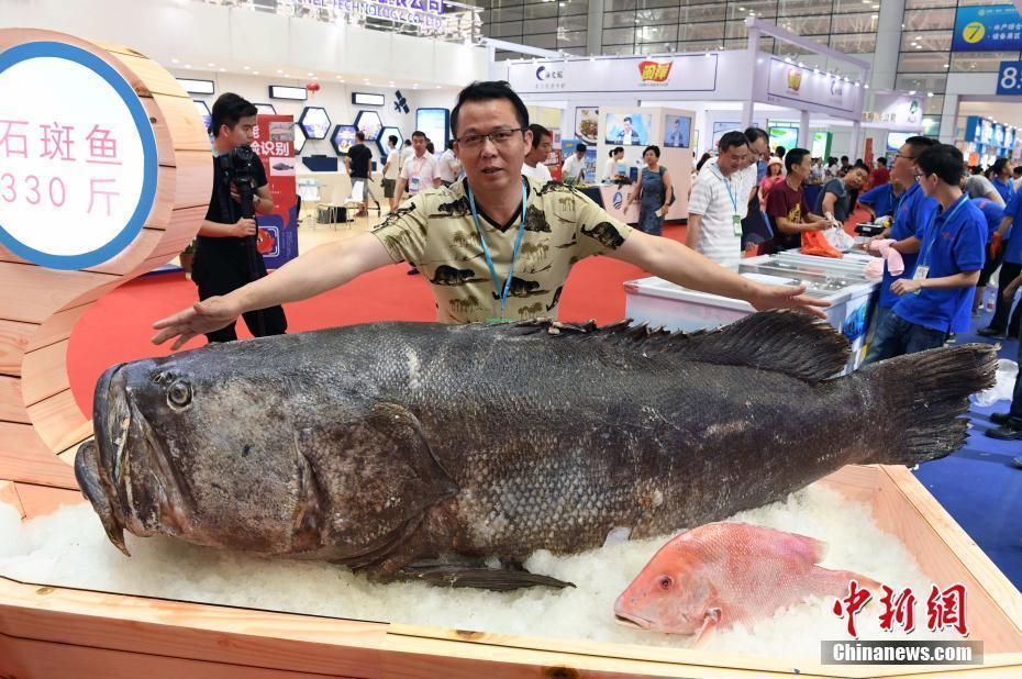巨型石斑鱼亮相福州 重达330斤 巨型石斑鱼亮相福州 重达330斤