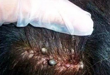 父母不在家,3岁女孩长满虱子,奶奶封建迷信差点酿成大错!