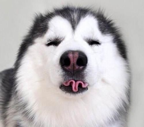 盘点最蠢的狗狗,你以为是哈士奇?网友:好吧,二哈赢了