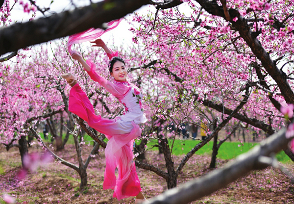 运城桃花盛开吸引众多游客踏青