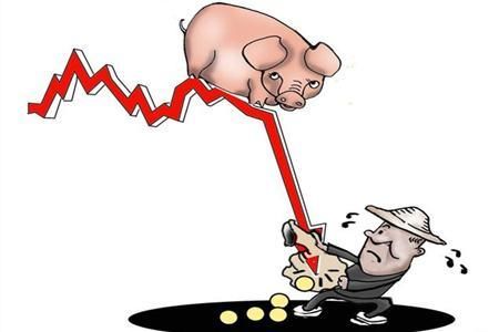 农村散养户为什么对养猪补贴不满?给规模化养