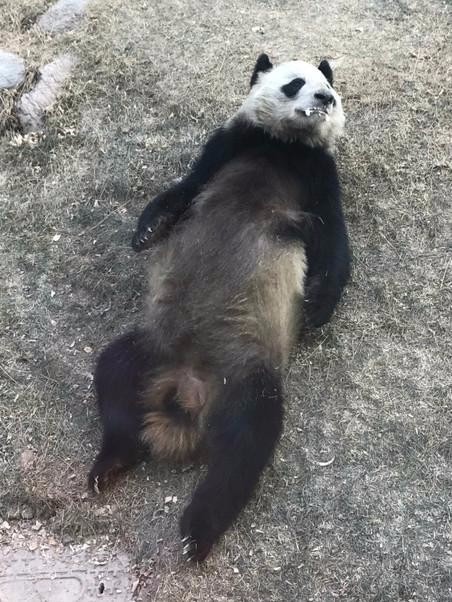 大熊猫"蜀兰"瘦骨嶙峋 兰州动物园再遭质疑