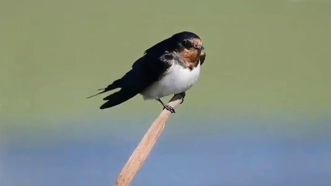 燕雀南来 大辽河口上演鸟浪奇观！