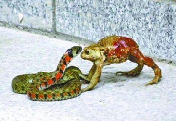 弱小癞蛤蟆大战毒蛇,受伤后以弱胜强