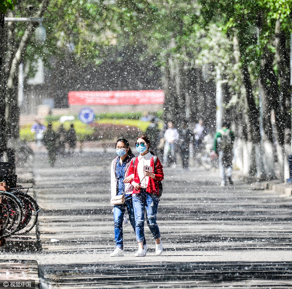 杨絮纷飞似飘雪 专家支招抗过敏