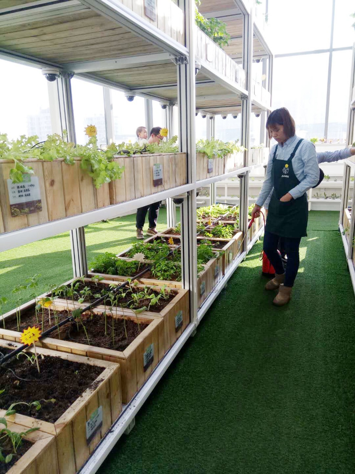 太原某大型商场内,出现微型农场