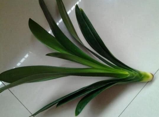 教你一招如何将没有根的君子兰栽活,赶紧来看