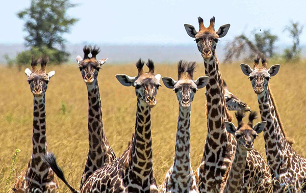 摄影师捕捉长颈鹿可爱瞬间:直视镜头 表情呆萌 摄影师捕捉长颈鹿可爱瞬间:直视镜头 表情呆萌