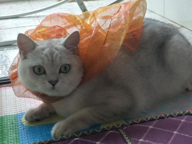 租房住的明星们,你们为什么不买房?