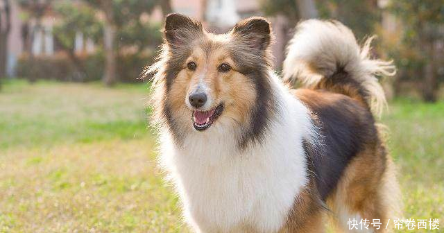 泰迪聪明到什么程度泰迪排名智商排名第几狗狗