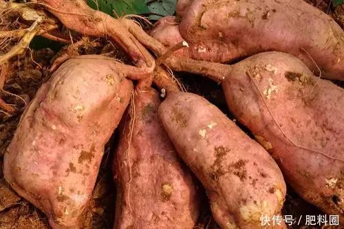 农村种红薯的俗语,高产诀窍说清了!