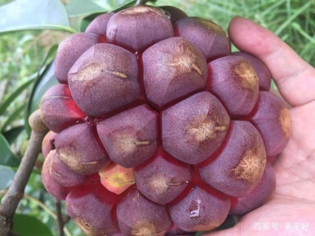 2018黑老虎果实一斤多少钱,布福娜全国市场趋