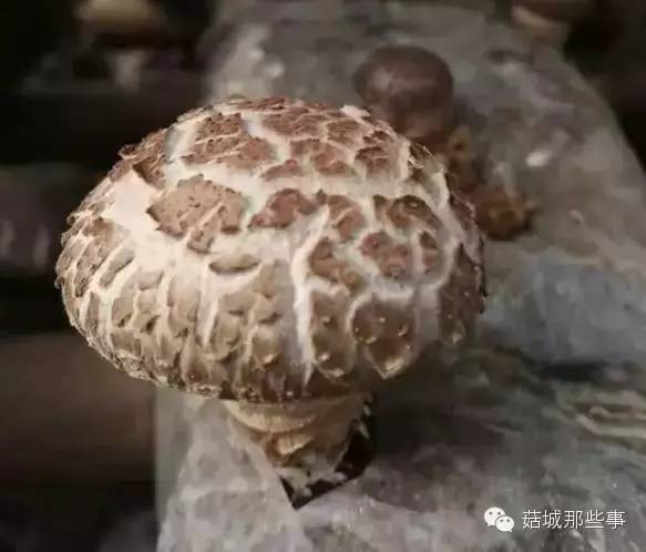 什么样的香菇才是质量好的香菇