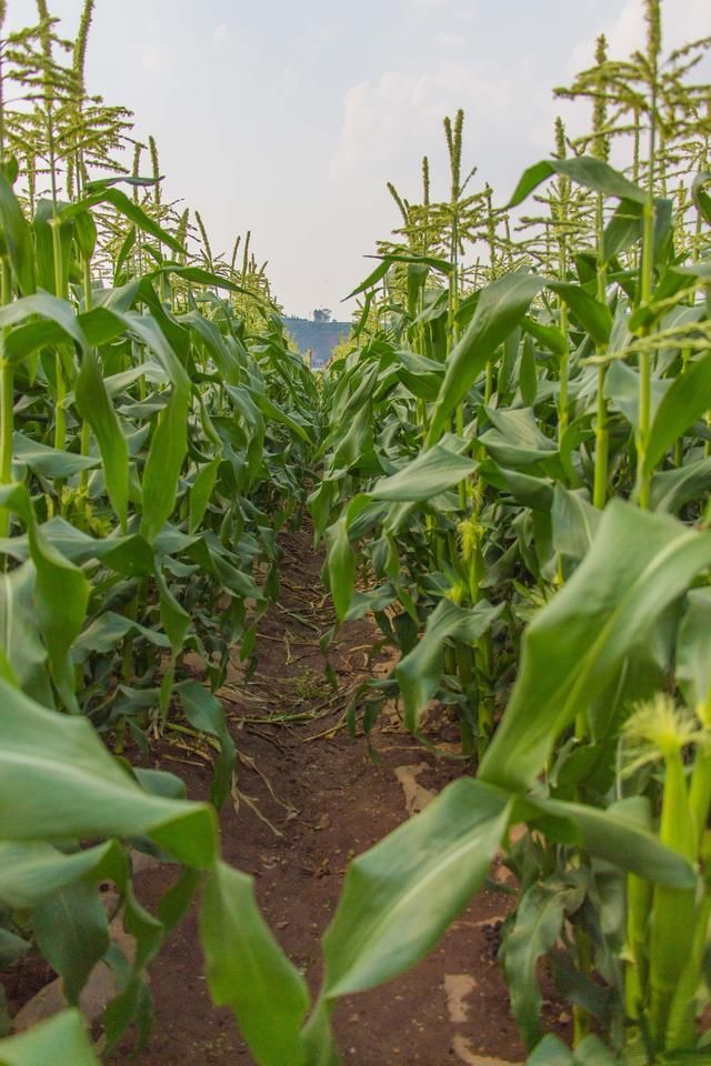 看看这玉米树,颜值都和城里面的不一样.