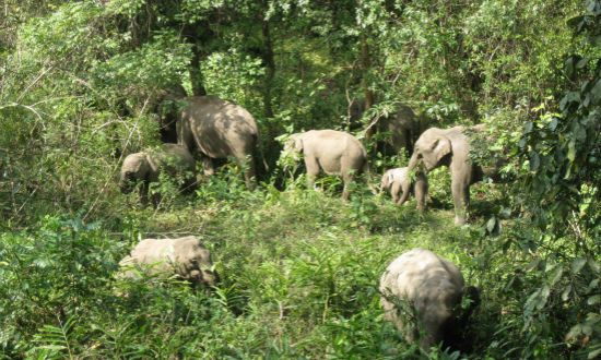 重庆男子在西双版纳遭野象攻击死亡