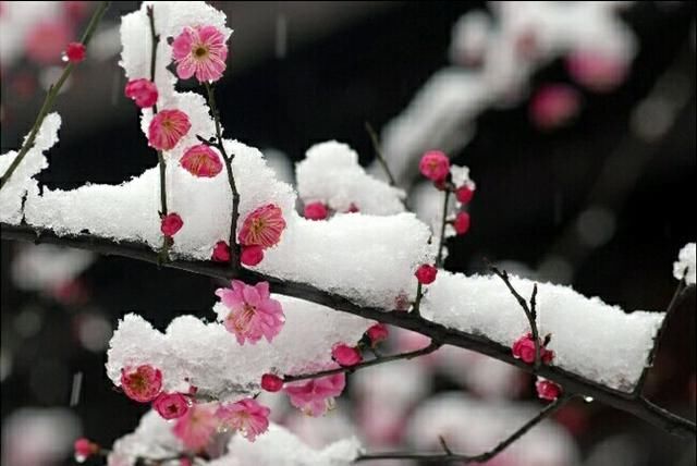 七律诗一首\/新年感赋:好句苦吟终未得,又流清泪