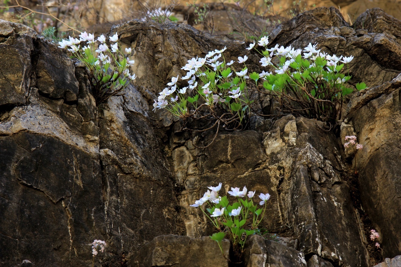 門頭溝 槭葉鐵線蓮有了大面積新發現 雪花新闻 門頭溝 槭葉鐵線蓮有了大面積新發現 雪花新闻