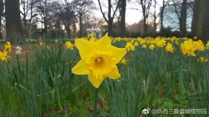 八九月的新西兰 最美的花数水仙花了 雪花新闻 八九月的新西兰 最美的花数水仙花了 雪花新闻