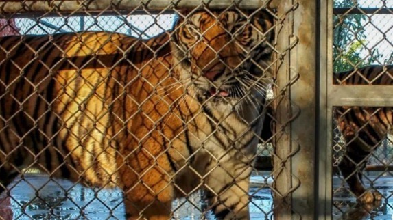 在这里，老虎如同肉猪一样被屠杀成零件贩卖