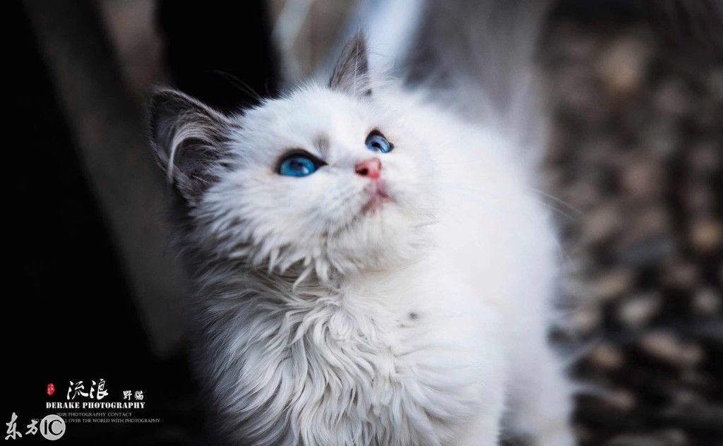 这是流浪猫中的贵族,碧蓝的眼睛,洁白的毛发!