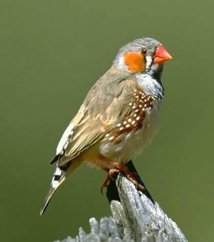 同学们,秦昭襄王时的丞相是范雎(j)还是范睢?