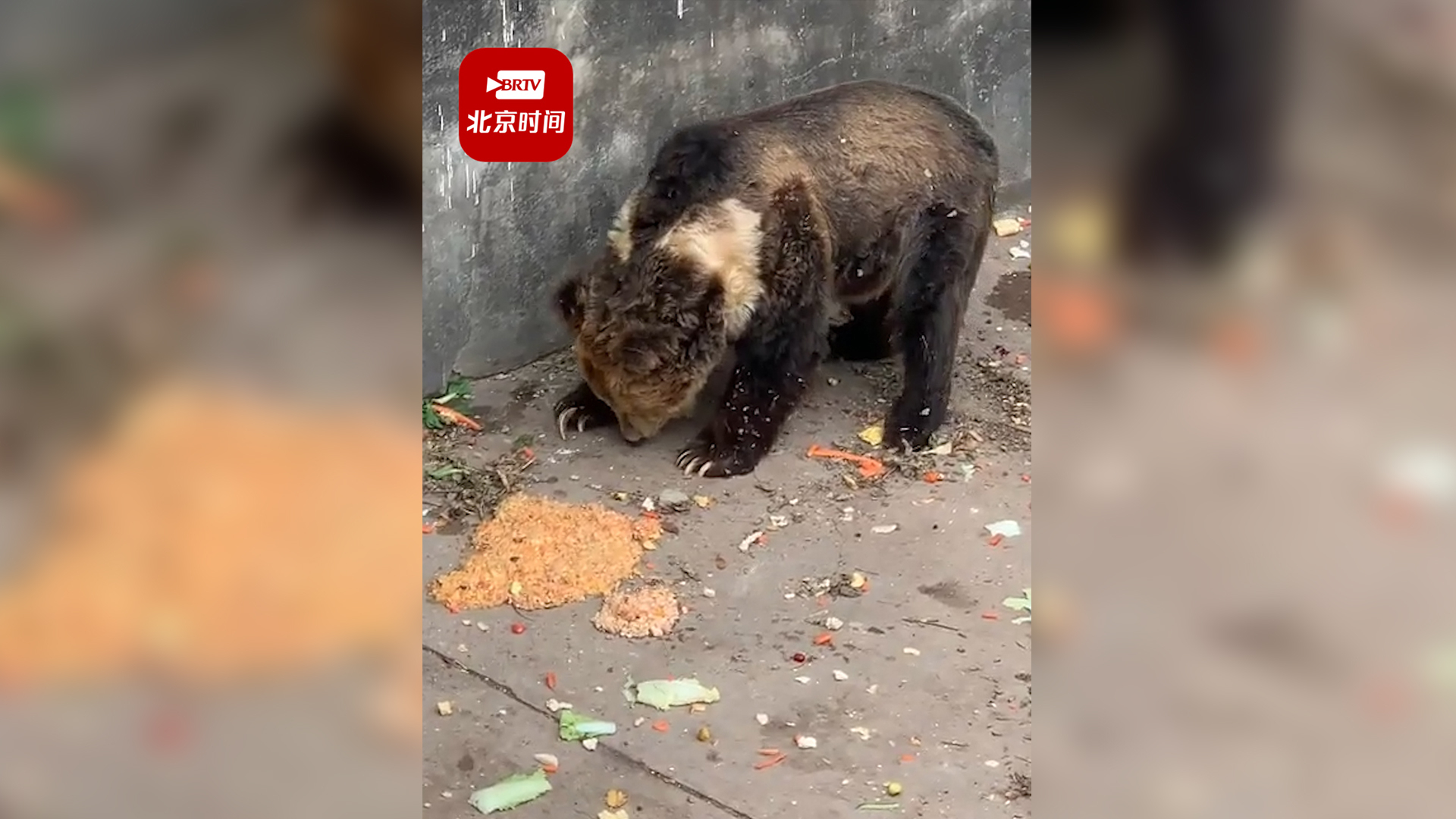 游客动物园给熊投喂导致呕吐 动物园:投喂是伤害动物的行为 游客动物园给熊投喂导致呕吐 动物园:投喂是伤害动物的行为