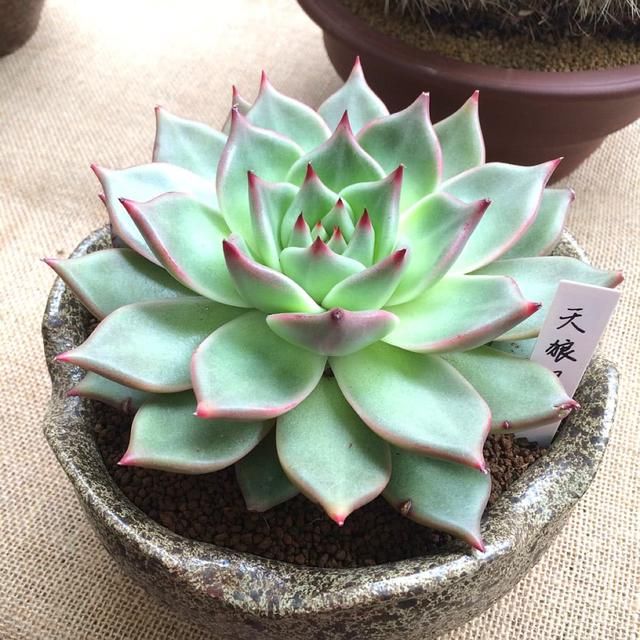 刚买回来的多肉如何种植?需要注意什么问题?