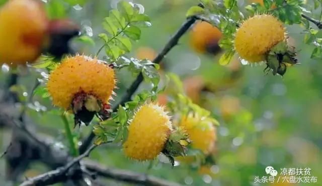 盘州市全产业链发展刺梨产业 调结构促增收助