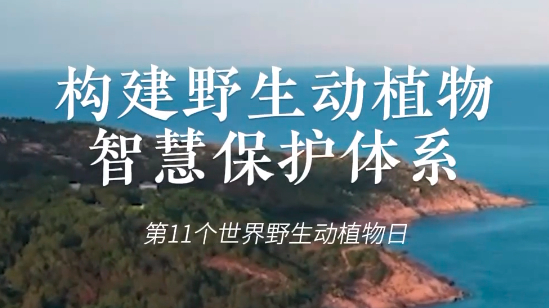 世界野生动植物日丨大熊猫野外种群总量增长,我国珍稀物种再扩容 世界野生动植物日丨大熊猫野外种群总量增长,我国珍稀物种再扩容