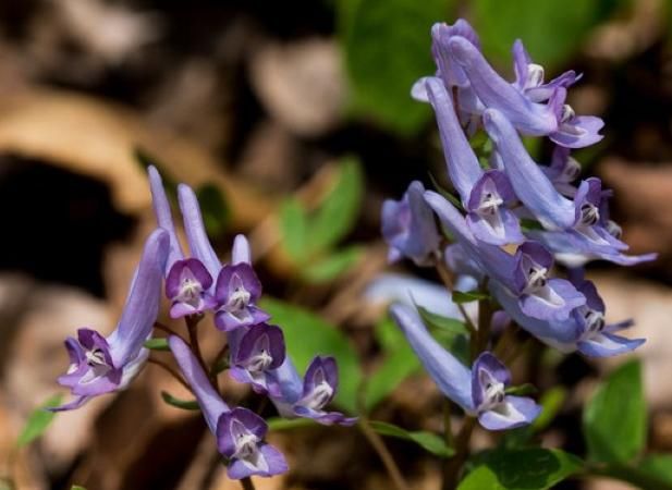 十个膝盖疼,九个滑膜炎,1把黑豆加分心木,15天