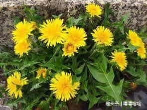 蒲公英别直接泡水喝!和它们一起泡,女人常喝