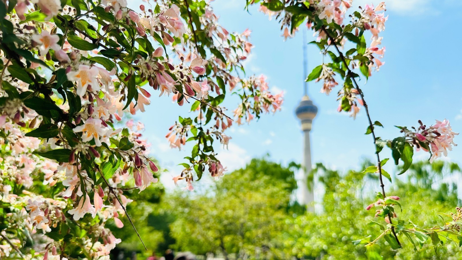 收藏这份玉渊潭公园“五一”漫游指南→→