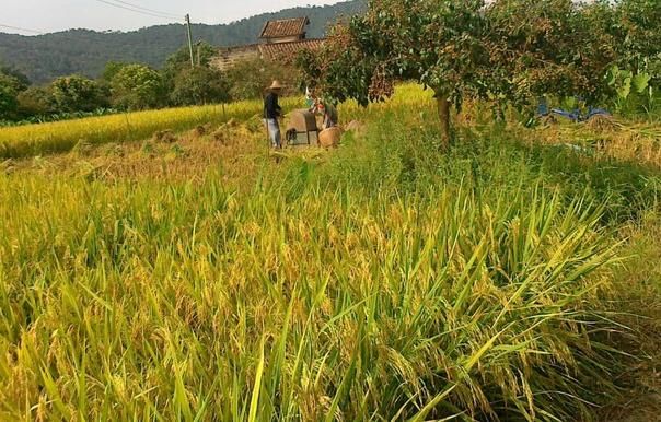 为了生儿子,我花钱娶傻媳妇,新婚夜看到的一幕
