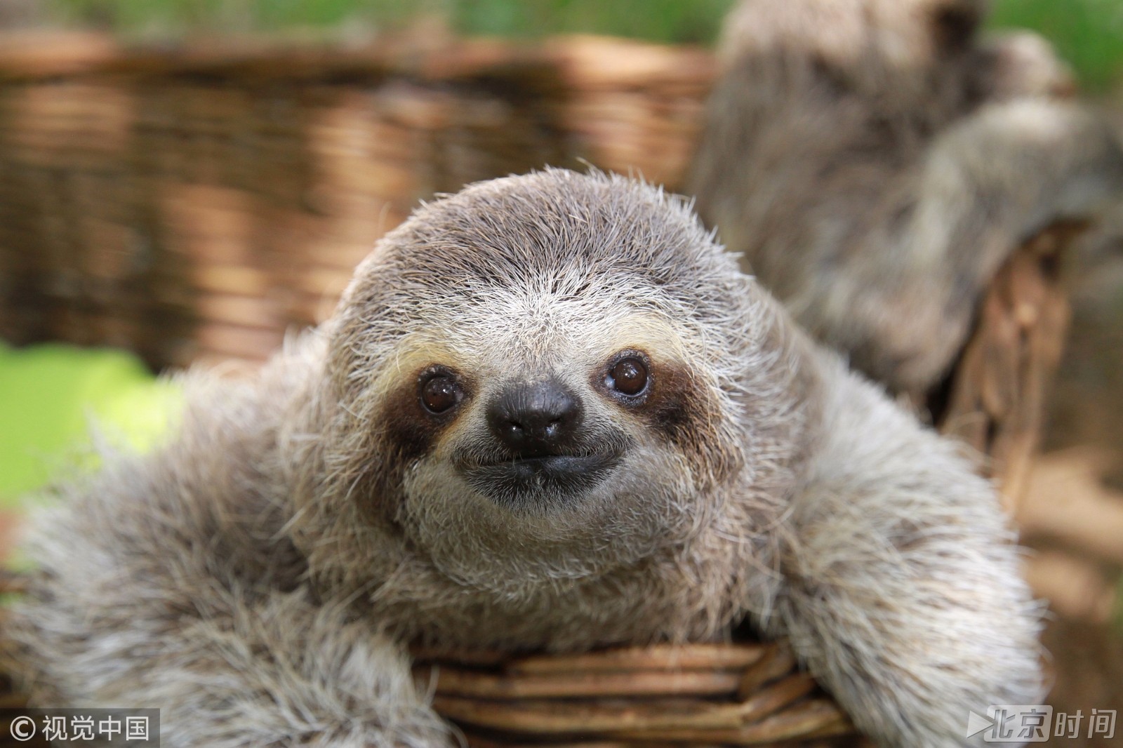 你是吃可爱长大的吗？哥斯达黎加现实版“闪电”萌到出血