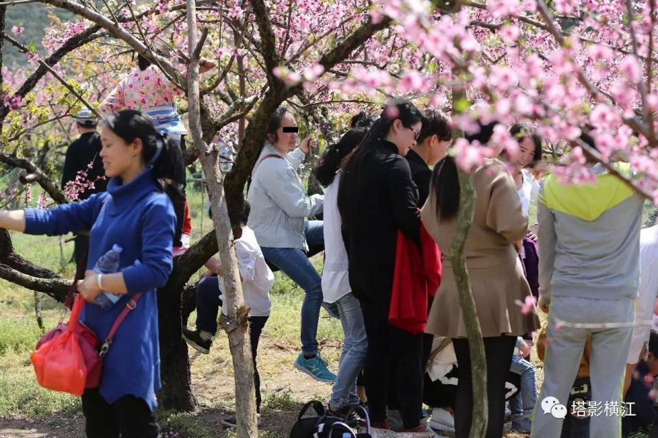 清明小长假周潭赏桃花 游客爬树摘花踩踏
