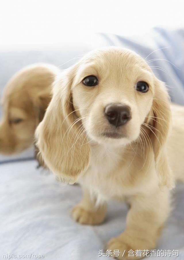 大乐透:又是一注机选逆天号码,又要虎口拔牙还