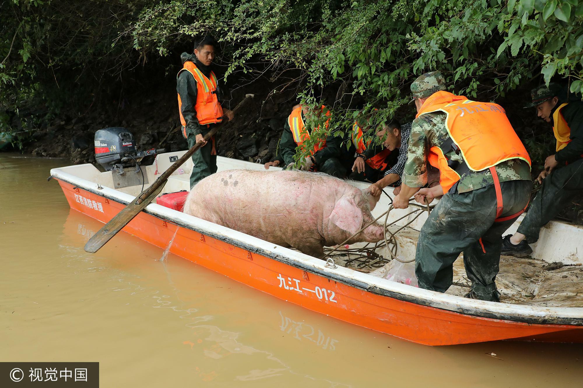 26日上午，消防官兵利用冲锋舟，和老人一起将母猪送回了家。
