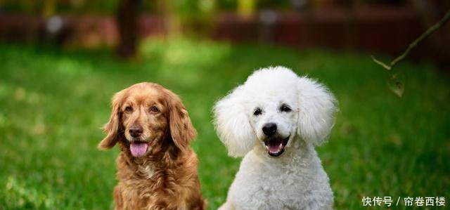 泰迪聪明到什么程度泰迪排名智商排名第几狗狗