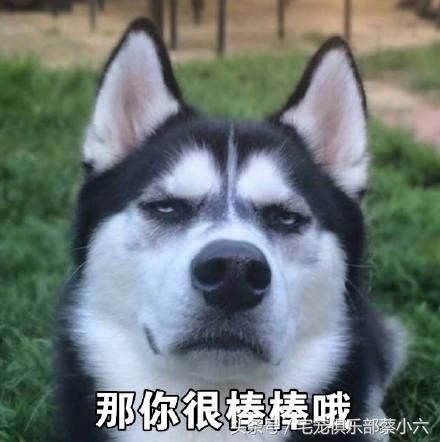 哈士奇的搞笑表情包来一波,萌宠界的搞笑狗狗
