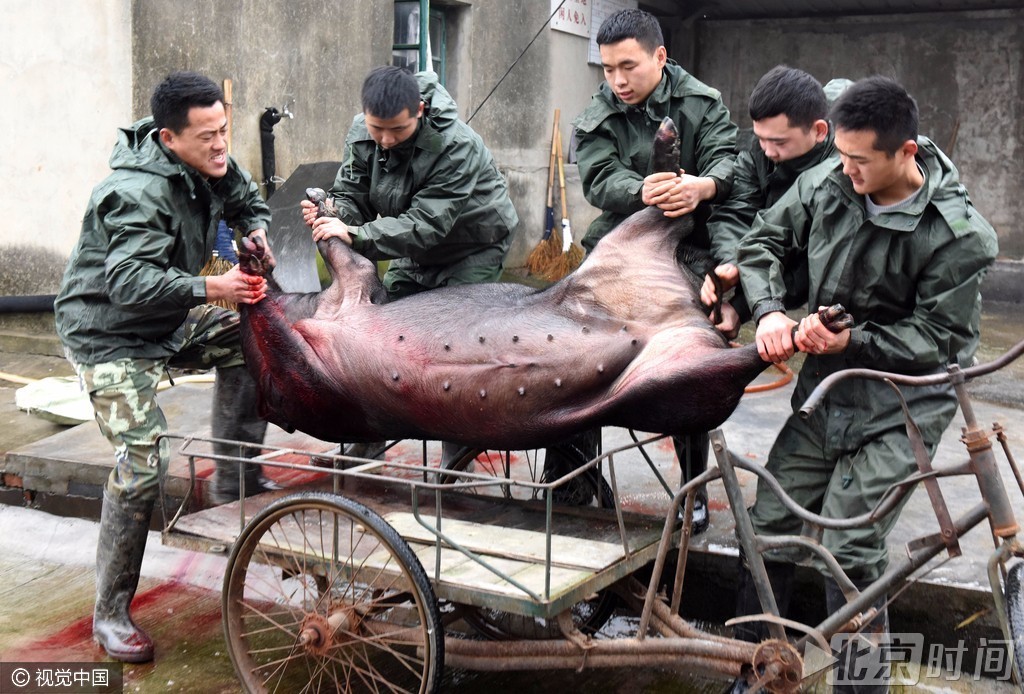 杭州边防官兵杀年猪过大年 笑逐颜开