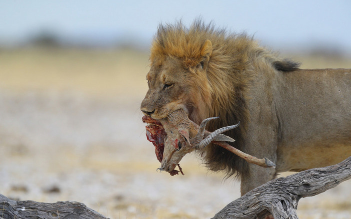 纳米比亚三头狮子上演夺食大战 场面激烈尘土飞扬