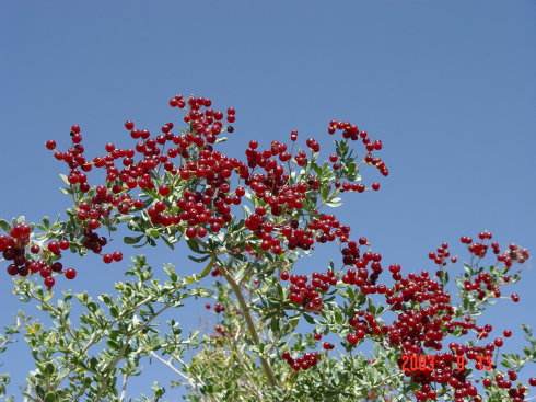 高原"神奇果"唐古特白刺潜在价值超千亿