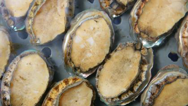 鲍鱼内脏呈绿色含毒？专家教您辨真伪