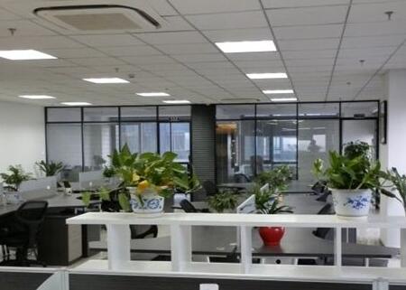 办公室植物摆放风水?办公室放什么植物招财?